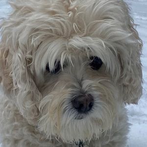 Meet your Posher, Barbara